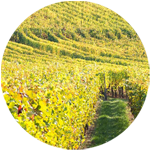 Medaillon Vin Alsace